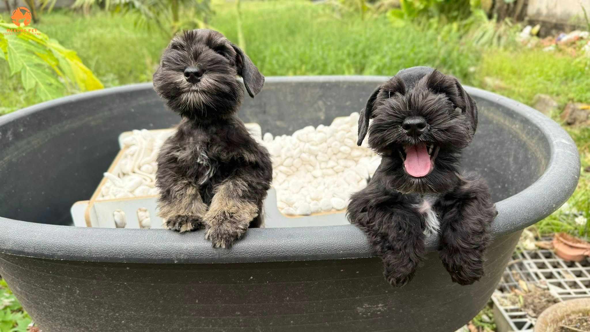 Khám Phá Thế Giới Chó Schnauzer Với Thông Tin Chi Tiết Về Mua Bán Tại TP.HCM, Bình Dương